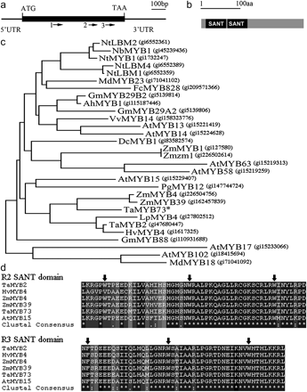 Structure, phylogeny, and domain alignment of TaMYB73. (a) TaMYB73 cDNA sequence, arrows 1, 2, and 3 represent the positions of cDNA microarray probes ta_13116, ta_02124, and ta_02121 in TaMYB73. (b) Predicted protein structure of TaMYB73. SANT: SANT SWI3, ADA2, N-CoR, and TFIIIB DNA-binding domain. (c) Phylogeny of TaMYB73 (starred) was constructed based on peptide sequences using a Neighbor–Joining method. (d) Alignment of R2 and R3 SANT domains. Identical amino acid residues are starred and conserved amino acid residues of SANT domain motifs are indicated by arrows. Ah, Arachis hypogaea; At, Arabidopsis thaliana; Dc, Daucus carota; Fc, Fagus crenata; Gm, Glycine max; Hv, Hordeum vulgare; Lp, Lolium perenne; Md, Malus×domestica; Nb, Nicotiana benthamiana; Nt, Nicotiana tabacum; Pg, Picea glauca; Ta, Triticum aestivum; Vv, Vitis vinifera; Zm, Zea mays.