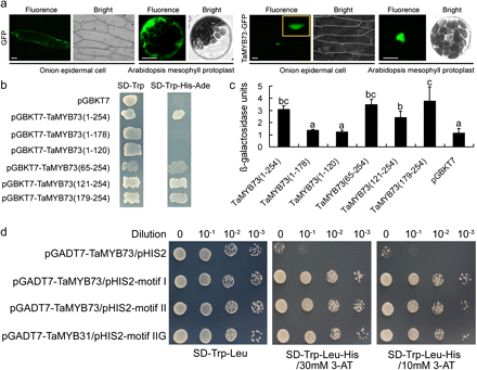 Subcellular localization, transactivation assay, and binding motifs of TaMYB73. (a) Transiently expressed TaMYB73 in onion epidermis cells and Arabidopsis mesophyll protoplasts shows its subcellular localization. GFP, green fluorescent protein. Bars, 100 μm. (b) Transactivation assay of TaMYB73. Either the full length or a truncated ORF of TaMYB73 was fused with pGBKT7, and transformed yeasts were selected on both SD-Trp and SD-Trp-His-Ade media, respectively. (c) β-galactosidase activity assay. The mean value is from three independent measurements, and error bars indicate the standard variation. pGBKT7 was used as a negative control. Columns without the same letter are significantly different using one-way ANOVA. (b, c) The numbers in brackets show the region of the TaMYB73 present, numbered from the N terminus. (d) DNA binding activity of TaMYB73 in a yeast one-hybrid system. Motifs I, II, and IIG mean three types of MYB binding motifs.