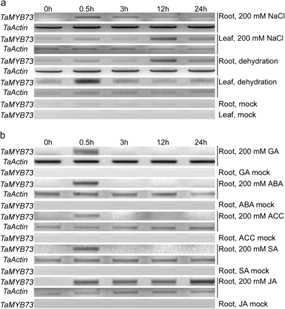 Expression of TaMYB73 in SR3, as assessed by RT-PCR. (a) Three-leaf stage seedlings exposed to 200 mM NaCl and dehydration. (b) Response of three-leaf stage seedlings to exogenously supplied phytohormone. GA, gibberellic acid; ABA, abscisic acid; ACC, 1-aminocyclopropane-1-carboxylic acid; SA, salicylic acid; JA, jasmonic acid. Three repetitions were performed for each PCR analysis.