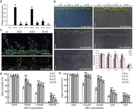 Stress response of Arabidopsis transgenic plants over-expressing TaMYB73. (a) Real-time PCR assay of selected over-expression lines. Over-expression (OE) line 6-13 had the lowest expression level (transcription abundance of TaMYB73 to that of internal reference gene AtActin), so the relative expression levels of OE lines were calculated as the ratio of their expression levels to that of line 6-13. The vector control (VC) line had no TaMYB73 transcript and was labelled as ND (not detectable). (b, c) Phenotypic response to salinity stress. (b) Three-day-old seedlings were transferred to a medium containing various concentrations of NaCl for 7 d before the images shown were taken. (c) Two-week-old seedlings were grown in soils and irrigated with 100 mM NaCl every 2 d for 2 weeks. (d, e) The effect of salinity stress and exogenously supplied ABA on the germination of Arabidopsis transgenic plants over-expressing TaMYB73. Bars, 1 cm. (a) Columns without the same letter are significantly different using one-way ANOVA. (b, d, e) The significance of difference between indices of VC and each OE was calculated using Student’s t test (*P <0.05; **P <0.01).