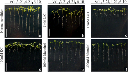 Response of Arabidopsis transgenic plants over-expressing TaMYB73 to stress imposed by the presence of LiCl, KCl, and mannitol. Three-day-old seedlings were transferred to media containing various concentrations of stress agent, and then grown for 7 d before the images shown were taken. VC, Empty vector transgenic line; 3-21, 4-21, and 6-10, over-expression (OE) transgenic lines. Bars, 1 cm. The photographs represent one of the same results from three independent experiments. (This figure is available in colour at JXB online.)