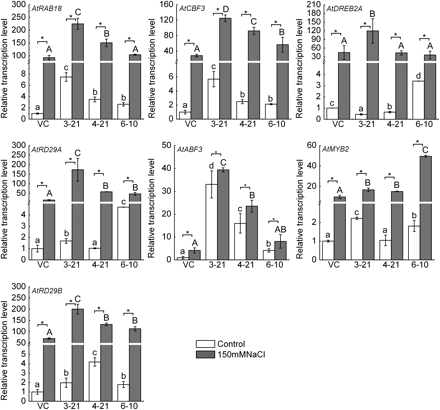 Real-time PCR analysis of the expression patterns of Arabidopsis transgenic plants over-expressing TaMYB73 in the presence or absence of 150 mM NaCl. Relative amounts were calculated and normalized with respect to the relative gene expression of Arabidopsis Col-0 transformed with the pSTART vector without treatment. White bars indicate transcript levels in the absence of salinity stress, black bars in the presence of salinity stress. AtActin was used as the reference gene. The data represent the mean of three replicates. VC, empty vector transgenic line; 3-21, 4-21, and 6-10, over-expression (OE) transgenic lines. The graphs represent one of the same results from three independent experiments. The significance of difference of indices between the control and salt-stressed conditions in VC or each OE line was calculated using Student’s t test (*P <0.05; ND, no significant difference). Columns without the same lowercase and capital letter are significantly different under the control and salt-stressed conditions, respectively, using one-way ANOVA.