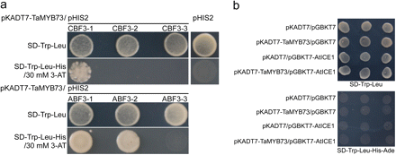 Binding ability of TaMYB73 with AtICE1 as well as promoters of AtABF3 and AtCBF3. (a) DNA binding activity of TaMYB73 in a yeast one-hybrid system. -1, -2, and -3 mean different fragments of the promoter sequences of AtCBF3 and AtABF3. (b) Interaction with AtICE1 in the yeast two-hybrid system. (This figure is available in colour at JXB online.)