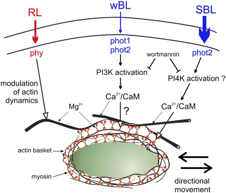 Schematic depiction of our working hypothesis showing myosin as a target of blue light signalling. Based on Grabalska and Malec (2004); Krzeszowiec and Gabryś (2007); Krzeszowiec et al. (2007); and Anielska-Mazur et al. (2009). The modulating role of phytochrome has been postulated on the basis of red-light-induced changes observed in the actin network architecture of the phot2 mutant (Krzeszowiec et al., 2007). CAM, calmodulin; PtdIns3K, PtdIns4K, phosphatidylinositol kinases; RL, red light; wBL, weak blue light; SBL, strong blue light; phy, phytochrome; phot, phototropin.