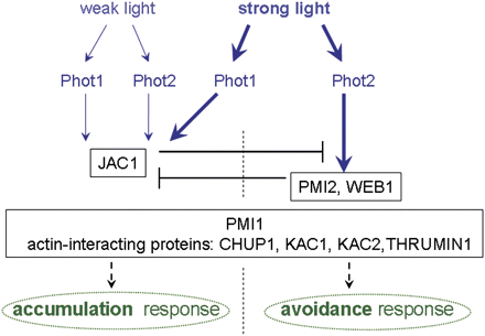 The proposed involvement of regulatory proteins in blue light-induced chloroplast movements. Both phototropins (phot1 and phot2) regulate the accumulation response while the avoidance response is controlled only by phot2. JAC1 is necessary for the accumulation response and acts as a switch between accumulation mediated by phot1 and avoidance mediated by phot2 in strong light (Kodama et al., 2010). The velocity of chloroplast movements under strong light is controlled by PMI2 and WEB1 (Luesse et al., 2006; Kodama et al., 2010). PMI1 (DeBlasio et al., 2005) and the actin-interacting proteins, CHUP1, KAC1, KAC2, and THRUMIN1, act non-specifically, influencing both chloroplast responses (Oikawa et al., 2003; Suetsugu et al., 2010b; Whippo et al., 2011).