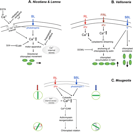 Graphic representation of concepts on the role of Ca2+ in chloroplast movements in various model plants, (A) The blue-sensitive angiosperms: Lemna trisulca (Tlałka and Gabryś, 1993; Tlałka and Fricker, 1999) and Nicotiana tabacum (Anielska-Mazur et al., 2009). (B) The red- and blue-sensitive water angiosperm Vallisneria (Takagi and Nagai, 1992; Sakai and Takagi, 2005). (C) The red- and blue-sensitive filamentous alga Mougeotia (Haupt, 1999). The L-shaped arrow indicates the signal transduction events following blue light receptor activation, of which the downstream elements have not been studied. BL, blue light; SBL, strong blue light; RL, red light; FRL, far red light; phy, phytochrome; TFP, trifluoperazine, a calmodulin (CaM) blocker.