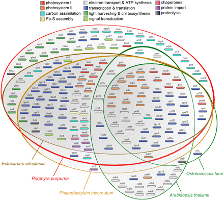 venn diagram of gene content of the plastid genomes of venn diagram mitochondria and chloroplast