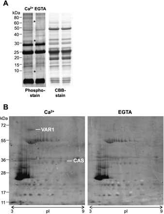 Calcium-dependent phosphorylation of pea thylakoid proteins. (A) The left panel displays a Pro-Q Diamond phosphoprotein gel stain that reveals three differentially phosphorylated protein bands (indicated with an asterisk) upon the addition of 1 mM Ca2+, compared with 1 mM EGTA. The right panel is the protein loading control (CBB=Coomassie Brilliant Blue). (B) 2D protein separation according to isoelectric point (pI) and size (kDa) of the same Ca2+-dependent phosphorylation assay followed by a Pro-Q Diamond phosphoprotein gel stain (experiment 1). Two protein spots were identified as the FtsH protease, Variegated 1 (VAR1) and ‘Calcium sensing’ protein (CAS).