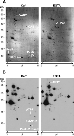 Calcium-dependent phosphorylation of Arabidopsis thylakoid proteins visualized by Pro-Q Diamond phosphoprotein gel stain (A) and phospho-threonine specific antibody (B) after 2D-gel separation according to isoelectric point (pI) and size (kDa). (A) Protein spots identified in experiment 4 (250 μM Ca2+/EGTA) are the FtsH protease Variegated 2 (VAR2), ‘Calcium sensing’ protein (CAS), Photosystem I subunit P (PsaP), Photosystem I subunit H-2 (PsaH-2), and Photosystem I subunit N (PsaN; three times identified). (B) Protein spots identified in experiment 3 (250 μM Ca2+/EGTA) are the ATPase subunit F (ATPF), the Photosystem II subunits Q1 and Q2 (PsbQ1-2), PsaH-2, and PsaN. Stronger phosphorylation of spots were also observed in the EGTA samples, as it is the case in (A) for the ATPase C1 subunit (ATPC1) and in (B) for the MAR binding filament-like protein 1 (MFP1).