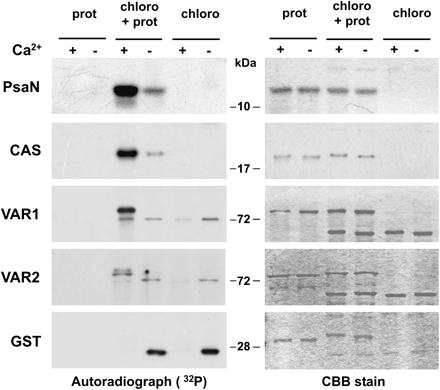 Calcium-dependent phosphorylation assays on recombinant PsaN, CAS, VAR1, VAR2, and GST protein. The two middle lanes of the left panel display the autoradiograph of 32P-labelled proteins of a Ca2+-dependent phosphorylation assay of recombinant protein (prot) by an Arabidopsis chloroplast protein extract (chloro). The two left lanes are a control of protein only, whereas the two right lanes are a control for the background phosphorylation in the chloroplast protein extract. Note that GST is not being phosphorylated, instead a strong phosphorylation is visible in the EGTA sample of the chloroplast protein extract. The right panel is the protein loading control (CBB=Coomassie Brilliant Blue).