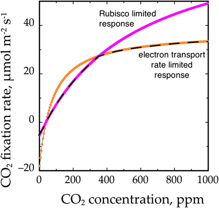 The relationship between CO2 concentration at the site of carboxylation (i.e. in the chloroplast stroma) and the rate of CO2 fixation, commonly referred to as an A/Ci curve, for a leaf in an atmosphere containing 21% (21 kPa) oxygen. The rate of CO2 fixation is the minimum of the either the Rubisco-limited rate (the Ac line) or the ribulose-1,5-phosphate-limited rate (the Aj line). The supply of ribulose-1,5-bisphosphate is strongly influenced by the rate of electron transport and thus irradiance, so for any leaf there are an infinite number of possible Aj lines, corresponding to different irradiances (only one is illustrated). The Ac line is determined by the amount of Rubisco, its activation state and temperature, so if the Rubisco is fully activated and temperature is constant there is only one Ac line.