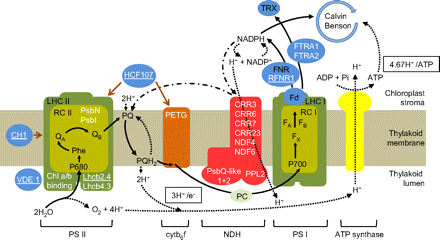 Simplified scheme for the thylakoid electron transport chain showing the location of proteins encoded by genes whose expression is altered following the transfer from high CO2 to air. White lettering denotes transcripts with P-values <0.05 and fold changes (log2) of >0.5 and less than –0.5. Letters that are underlined indicate that the abundance of transcripts was lower in air relative to high CO2, while the absence of underlining indicates transcripts whose abundance was higher in air than in high CO2. Gene lists for photosynthesis light reactions were assembled from metabolic and signalling pathways illustrated by the KEGG PATHWAY Database (http://www.genome.jp/kegg/pathway.html), the Arabidopsis Information Resource (TAIR; http://www.arabidopsis.org/), and the study by Bilgin et al. (2010). (This figure is available in colour at JXB online.)
