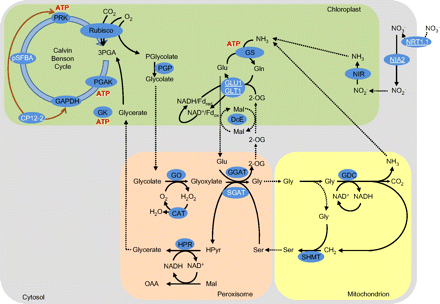 Simplified scheme showing the photosynthetic carbon reduction (Calvin–Benson) cycle and the photosynthetic carbon oxidation cycle and associated ammonia re-assimilation pathways. The figure indicates the location of proteins encoded by genes whose expression is altered following the transfer from high CO2 to air. White lettering denotes transcripts with P-values <0.05 and fold changes (log2) of >0.5 and less than –0.5. Letters that are underlined indicate that the abundance of transcripts was lower in air relative to high CO2, while the absence of underlining indicates transcripts whose abundance was higher in air than in high CO2. Chloroplast reactions that use ATP are indicated, as are reactions using NADPH or other reductants such as ferredoxin. Gene lists for carbon fixation, nitrogen assimilation and photorespiration, were assembled as described in Fig. 6. (This figure is available in colour at JXB online.)