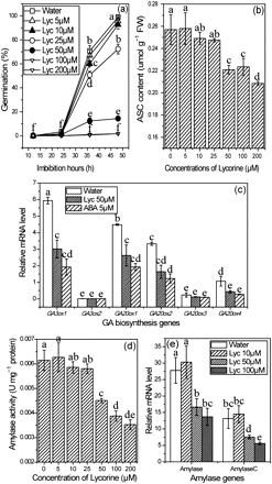 Effect of lycorine at different concentrations on seed germination (a), ASC content (b), amylase activity (d), and amylase gene expression (e). Inhibition of expression of GA biosynthesis genes by ABA and lycorine (b). Seeds for ASC content, RNA extraction, and amylase activity were sampled after imbibition in lycorine solution for 36 h and stored at –80 °C for various experiments. Values are means ± SD (n=5). Means denoted by the same letter did not differ significantly at P < 0.05 according to Duncan’s multiple range test.