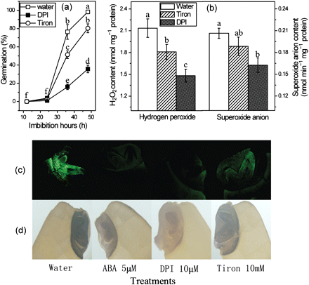 Changes in germination rate and ROS content in imbibing seeds under different treatments. (a) Effects of the ROS scavengers, DPI and Tiron, on seed germination. (b) Changes of H2O2 and O2− contents in imbibing seeds treated with DPI and Tiron. (c) H2O2 fluorescent images of seeds imbibed for 24 h under different treatments. The seeds which were cut straight across were loaded with H2DCF-DA for 30 min and then cut into very thin sections. The embryo-containing section was detected by confocal laser scanning microscopy. (d) Localization of O2− by NBT staining. The seeds which were cut straight across were stained by NBT solution for 5 min and viewed by light microscopy. Error bars show ±SD (n=5). Means denoted by the same letter did not differ significantly at P < 0.05 according to Duncan’s multiple range test.