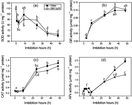 Effects of ABA on SOD activity (a), GR activity (b), CAT activity (c), and APx activity (d) during seed imbibition. Seed samples were collected at different times and stored at –80 °C for these antioxidant enzymes assays. Values are means ±SD (n=5). Means denoted by the same letter did not differ significantly at P < 0.05 according to Duncan’s multiple range test.