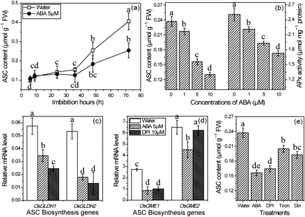 Changes of expression of ASC biosynthesis genes and ASC contents in seeds under treatment with ABA, DPI, Tiron, and diniconazole. (a) ASC content during imbibition under ABA treatment. (b) Effect of ABA at different concentrations on ASC content and APx activity. (c, d) Changes in xpression of ASC biosynthesis gene in seeds treated with ABA and DPI for 36 h. (e) Change of ASC content in seeds treated with ABA, DPI, Tiron, and diniconazole for 36 h. Means are values ±SD (n=5). Means denoted by the same letter did not differ significantly at P < 0.05 according to Duncan’s multiple range test.