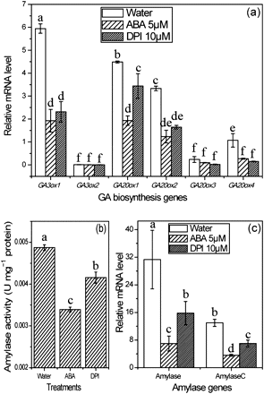 Effects of ABA and DPI treatments on expression of GA biosynthesis genes (a), amylase gene expression (c), and amylase activity (b). Seeds were sampled after imbibition for 36 h in water, 5 μM ABA, and 10 μM DPI solutions. Samples were stored at –80 °C for further experiments. Error bars here show ±SD (n=5). Means denoted by the same letter did not differ significantly at P < 0.05 according to Duncan’s multiple range test.