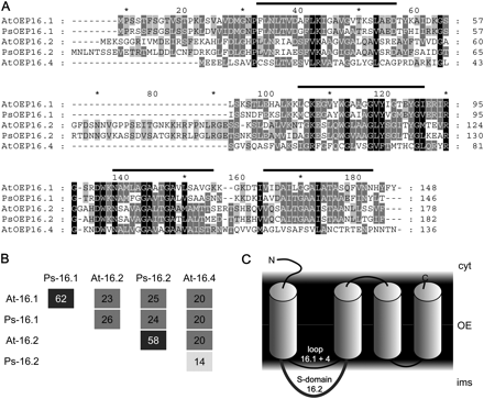 Structure and membrane topology of OEP16 proteins. (A) Amino acid sequence alignment of OEP16 isoforms from Arabidopsis and pea. Bars indicate the positions of the four membrane-spanning α-helices as defined for Ps-OEP16.1 (Linke et al., 2004). Identical and similar amino acids shared by all (100%), three or more (≥60%), and two (≥40%) of the sequences are shaded in black, dark grey, and light grey, respectively. (B) Percentage of identical amino acids between the proteins aligned in A. Identities among distinct OEP16.1 and OEP16.2 isoforms of different species are >58% (dark grey squares). (C) Topology model of OEP16 proteins in the outer envelope membrane (OE) of plastids. α-Helical membrane domains (cylinders) are depicted as defined for Ps-OEP16.1 (Linke et al., 2004). Please note that only the N-terminus and the extended interhelical loop region between the first and second helix (compare with alignment in A), which defines the S-domain of OEP16.2 (Drea et al., 2006), most probably are not embedded in the lipid bilayer environment. Cyt, cytosol; ims, intermembrane space.