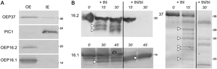 Localization of OEP16.1 and OEP16.2 in the plastid outer envelope membrane. For immunodetection of OEP16.2, envelope membranes were prepared from isolated chloroplasts of 7-day-old pea seedlings (all others: 10-day-old plants). Numbers indicate the molecular mass of proteins in kDa. (A) Immunoblot analysis of Ps-OEP16.1 and Ps-OEP16.2 in purified outer (OE) and inner (IE) envelope membranes from pea chloroplasts. Antisera against the proteins Ps-OEP37 (OE) and PIC1 (IE) were used as controls. Equal amounts of proteins were loaded per lane: for detection of OEP37, 5 μg; for PIC1, 20 μg; for OEP16.2, 30 μg; and for OEP16.1, 1 μg. (B) Outer envelope membrane vesicles from pea chloroplasts were protease digested with thermolysin (thl) and subsequently subjected to immunblot analysis for Ps-OEP16.2, Ps-OEP16.1, and Ps-OEP37. Thermolysin was incubated for 0–45 min in a 2:1 ratio (w/w) per μg of envelope proteins. To solubilize membranes, 1% Triton (+thl/tri) was added in control assays. For detection of OEP16.2 (upper panel) 90 μg, and for OEP16.1 (lower panel) and OEP37 (right panel) 2.5 μg of protein were loaded equally in each lane. Arrowheads indicate major digestion fragments. For the control OEP37, fragment sizes correspond to those detected by Schleiff et al. (2003).