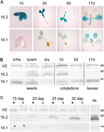 OEP16.1 and OEP16.2 expression during seed development and germination. (A) Histochemical detection of GUS activity directed by the At-OEP16.1 and At-OEP16.2 promoter in transgenic Arabidopsis plants. GUS expression was monitored after germination for 1, 3, 5, and 11 d. For the 1-day-old tissue (1d) the seed coat was removed manually. Pictures show representative results for at least three different transgenic lines. (B) Immunoblot analysis of At-OEP16.1 and At-OEP16.2 in protein extracts from developing seeds (tr/he, transition/heart stage; to/em, torpedo/embryo stage), dry seeds, cotyledons (1–5 d old), and leaves (11 d old) of seedlings. For seeds 10 μg, and for seedlings 20 μg of protein were loaded in each lane. (C) Immunoblot of Ps-OEP16.2 and Ps-OEP16.1 in protein extracts (4 μg each) from developing and dry (ds) pea seeds. Seed stages are given in days after pollination (dap). During development seeds were separated into embryo (e) and seed coat (c) tissue, the latter containing endosperm layers. Asterisks indicate weak OEP16.1 signals in early embryo and seed coat (15 dap). (B and C) Antiserum against the marker protein VDAC (outer membrane of mitochondria) was used as loading control. Numbers indicate the molecular mass of proteins in kDa.