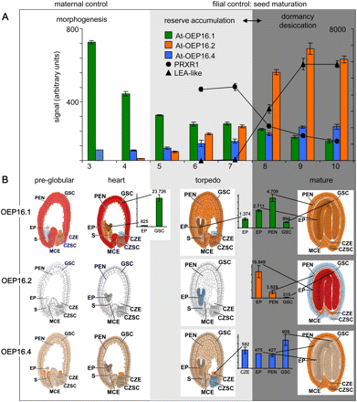OEP16 expression profiles during Arabidopsis seed development. Data used to create the digital northern blots were obtained from the respective experiments deposited at the NASCArrays website (http://affy.arabidopsis.info/narrays/experimentbrowse.pl) and from the Harada-Goldberg Arabidopsis miccoarray data set of laser capture microdissected seeds (‘Gene Networks in Seed Development’ at http://estdb.biology.ucla.edu/seed/). Mean signal intensities (arbitrary units ±SD) were averaged from 2–3 replicates. Morphogenesis, reserve accumulation, and desiccation/dormancy phases are indicated by white, light grey, and dark grey background, respectively. (A) Embryo and seed development (AtGenExpress siliques and seeds, NASCARRAYS-154). The seed stages 3–10 are defined according to embryo development as follows: 3, mid-globular to early heart; 4, early heart to late heart; 5, late heart to mid-torpedo; 6, mid-torpedo to late torpedo; 7, late torpedo to early walking stick; 8, walking stick to early curled cotyledons; 9, curled cotyledons to early green cotyledons; 10, green cotyledons. Note that the seed stages 3–5 include silique tissue. Signals for At-OEP16.1 (green) and for At-OEP16.4 (blue) correspond to the right y-axis, while the left y-axis was scaled for At-OEP16.2 (orange) and the controls PRXR1 (dots) and LEA-like (triangles). Differential expression of the latter two genes defines the transcriptional switch from reserve accumulation to the acquirement of desiccation tolerance and dormancy. (B) Tissue-specific expression pattern of OEP16 isoforms in pre-globular, heart, torpedo, and mature seed stages (Harada-Goldberg Arabidopsis LCM Gene-Chip Data Set). Different tissues are defined as follows: CZE, chalazal endosperm; CZSC, chalazal seed coat; EP, embryo proper; GSC, general seed coat; MCE, micropylar endosperm; PEN, peripheral endosperm; S, suspensor. Signal values (arbitrary units) for At-OEP16.1 (green), At-OEP16.2 (orange), and At-OEP16.4 (blue) are presented in tissues with the highest expression (for complete data sets see Supplementary Fig. S3 and Supplementary Table S2 at JXB online). Seed tissues are coloured according to transcript density for signals that are absent (white), insufficient (blue), <500 (beige), 500–5000 (orange), 5000–10 000 (purple), and >10 000 (dark red).