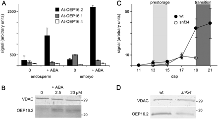 Specific ABA induction of OEP16.2 expression in seeds. (A) Digital northern blot of At-OEP16.2 (black), At-OEP16.1 (grey), and At-OEP16.4 (white) expression (arbitrary units) in Arabidopsis endosperm and embryo tissue. Prior to dissection, seeds were germinated for 24 h without (0) and with 20 μM ABA (described in Penfield et al., 2004). Data used to create the expression profile were obtained from the analysis by Penfield et al. (2004) using NASCArrays database (http://affy.arabidopsis.info/narrays/experimentbrowse.pl), experiment NASCARRAYS 386. Signal intensities were averaged from three biological replicates (n=3, ±SD). (B) Western blot analysis of At-OEP16.2 in protein extracts (7.5 μg each) from Arabidopsis seeds, germinated for 48 h on medium containing 0, 2.5, and 20 μM ABA. (C) Transcript content of Ps-OEP16.2 (n=2, ±SD, arbitrary units) in developing pea seeds of the wild type (black) and the Vf-SnRK1-antisense line snf34 (white). The age of seeds is given in days after pollination (dap). According to the definition by Radchuk et al. (2006), delayed down-regulated genes are highly expressed in the pre-storage phase 13–15 dap (light grey area), and delayed up-regulated genes are continuously increased during seed maturation, starting in the transition phase at 19–22 dap (dark grey area). (D) Immunoblot analysis of Ps-OEP16.2 in protein extracts (4 μg each) from wild-type and VfSnRK1-antisense (snf34) pea seeds, isolated 20 dap. (B and D) Antiserum against the marker protein VDAC (outer membrane of mitochondria) was used as a loading control. Numbers indicate the molecular mass of proteins in kDa.
