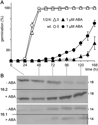 ABA hypersensitivity during germination of OEP16 triple mutants. (A) Germination rates of oep16 triple mutant (1/2/4, triangles) and corresponding wild-type seeds (circles). Seed germination on nylon filters was followed for 168 h in the absence and presence of 1 μM ABA (open and filled symbols, respectively). Data represent mean values ±SE of n=4 independent experiments. (B) Immunoblot analysis of At-OEP16.2 (upper panel) and At-OEP16.1 (lower panel) in protein extracts (25 μg each) from wild-type Arabidopsis seeds, germinated as described in A. Numbers indicate the molecular mass of proteins in kDa. (–), no ABA; (+), addition of 1 μM ABA.