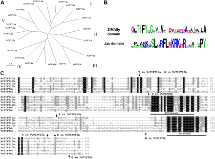 In silico analysis of Vitis JAZ/TIFY homologues. (A) Phylogenetic tree based on Neighbor-Joining (NJ) of available JAZ/TIFY sequences from Arabidopsis thaliana and their JAZ-LIKE/TIFY-LIKE (JAZL/TIFYL) homologues in Vitis vinifera cv. ‘Pinot Noir’. NJ, bootstrap values 0.1. (B) Consensus motifs. (C) Alignment with AtJAZ/TIFY-homologues (the sequences of Vr and Vv are almost identical); arrows indicate amino acid differences between V. rupestris and V. vinifera cv. ‘Pinot Noir’. (This figure is available in colour at JXB online.)