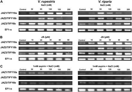 Response of JAZ/TIFY genes in V. rupestris and V. riparia to different concentrations of NaCl (A) and JA (B) for 1 h, or to NaCl for 1 h after pre-treatment with aspirin (1 mM) (C) for 6 h. Elongation factor 1α (EF1-α) was used as the internal standard. One representative example of three independent experiments is shown.