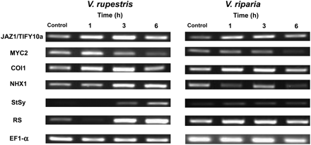Time course of induction for transcripts of JAZ1/TIFY10a, MYC2, COI1, NHX1, StSy, and RS by 155 mM NaCl in V. rupestris and V. riparia. Elongation factor 1α (EF1-α) was used as internal standard. One representative example of three independent experiments is shown.