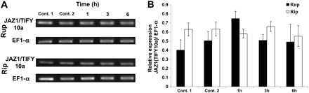 Effect of phenidone on the induction of JAZ1/TIFY10a transcripts under salt stress at different time points in V. rupestris (Rup) and V. riparia (Rip). (A) Representative time course of transcript abundance of cells pre-treated with phenidone for 30 min in response to 155 mM NaCl for 1, 3, and 6 h. Cells were pre-treated with 0.1% Tween-20 as control 1 or phenidone as control 2 for 30 min before 0 mM NaCl was added for 1 h. (B) Time course of transcript abundance of JAZ1/TIFY10a in both cultivars relative to elongation factor 1α (EF1-α). The data represent averages from three independent experimental series; error bars represent standard errors.