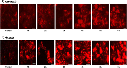 Effect of 155 mM NaCl on ROS induction in 5-day-old suspension cells of V. rupestris an V. riparia. Cells were stained with dihydroethidium (DHE), which records superoxide radicals (O2•−). NaCl (155 mM) was added to cells pre-loaded with the dye immediately before microscopic observation, and the signal was followed over 6 h. Size bar 20 μm. (This figure is available in colour at JXB online.)