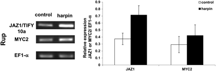 Effect of Harpin elicitor on the induction of JAZ1/TIFY10a and MYC2 transcripts in V. rupestris (Rup). Cells were treated with 9 μg ml−1 active elicitor for 1 h. The transcript abundance of JAZ1/TIFY10a and MYC2 is given relative to elongation factor 1α (EF1-α). The data represent averages of three independent experimental series; error bars represent standard errors.