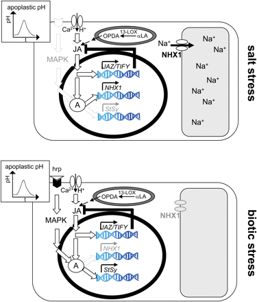 Model for the signalling induced by salt stress and biotic stress (as induced by the Harpin elicitor) in grapevine. Csk, cytoskeleton; hrp, Harpin elicitor; hrpR, putative Harpin receptor; msc, putative mechanosensitive channel; ΔΨ, gradient in water potential between the apoplast and cytoplasm triggering salt signalling; 13-LOX, 13-lipoxygenase species triggering jasmonate synthesis by converting α-linoleic acid (αLA); JA, jasmonate-dependent signaling; A, a hypothetical factor required for the activation of defence and salt adaptive genes. For details refer to the Discussion. (This figure is available in colour at JXB online.)