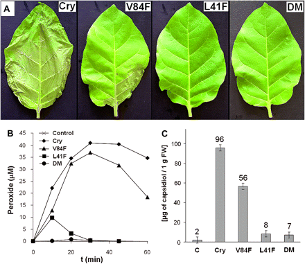Extent of leaf necrosis, AOS production, and capsidiol content after application of individual elicitins. (A) Leaves with the most extensive necrosis 3 d after treatment with 250 nM elicitins solutions. (B) ROS synthesis in tobacco cells in suspension stimulated by 10 nM elicitins: wt cryptogein (diamonds), V84F (filled triangles), L41F (squares), L41F/V84F (circles), and control (X). Cells were equilibrated for 3 h in an elicitation buffer, and elicitins were added to the suspension at the time zero. The concentrations of H2O2 were monitored every 10 min in 250 μl aliquots by a luminol method. (C) Capsidiol content analysed by HPLC analysis 2 d after treatment with 250 nM elicitins solutions, results for three independent analyses of each sample were averaged. Cry, wt cryptogein, DM, L41F/V84F double mutant.