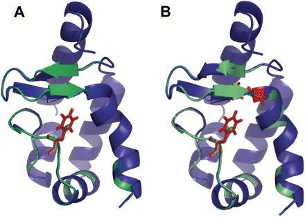 Structural alignment of the wild-type (green) and the L41F mutant (A, blue), L41F/V84F mutant (B, blue) of the cryptogein prepared by Swiss-PdbViewer (Guex and Peitsch 1997). The side-chains of the mutated residues (red) adopt the conformation without disruption of omega loop or entire protein structure. The most obvious difference is the extension of one of the β-strands in the β-hairpin. The structural minimization with GROMOS force-field was conducted using 10 000 steps of steepest descent followed be several rounds of 10 000 steps of conjugate gradient. The picture was generated using PyMol (DeLano Scientific Ltd., USA).
