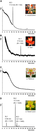 GC trace of Alstroemeria floral VOC emission (stage 4–5). Peaks corresponding to terpene compounds are labelled. (A) Alstroemeria caryophyllaea, (B) cv. ‘Ajax’, (C) cv. ‘Rebecca’, (D) cv. Sweet Laura. (This figure is available in colour at JXB online.)