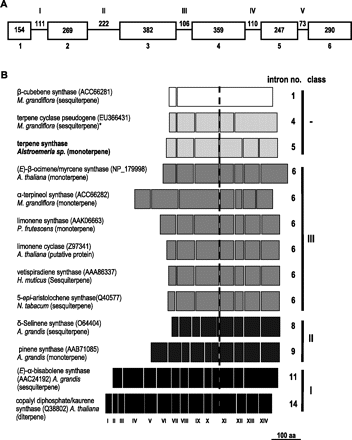 Intron–exon structure of (A) AlstroTPS alone and (B) AlstroTPS compared with other selected TPS genes. In (A), white boxes, exons (Arabic numerals); lines, introns (Roman numerals), both drawn to scale. Numbers represent the length (in bp) of each exon and intron. (B) Comparison of the AlstroTPS intron–exon structure with the structure of other TPS genes. Boxes show exons and are drawn to scale. Gaps between exons correspond to introns and are numbered at the bottom of the figure with Roman numerals. All the sequences have been aligned to intron XI (dashed line) of copalyl diphosphate/kaurene synthase (A. thaliana) as the following exon contains the highly conserved aspartate-rich domain (DDXXD), common to all plant TPSs. The number of introns and the TPS class (according to Trapp and Croteau, 2001) are shown on the right. Classes I, II, and III are highlighted in different colours, while ‘–’ identifies TPSs with unique intron–exon organization. An asterisk identifies the M. grandiflora sesquiterpene synthase, described as a member of a putative subclass III-a (Lee and Chappell, 2008). Sequences were obtained from public databases and their details are shown in Supplementary Tables S1 and Supplementary Data at JXB online.