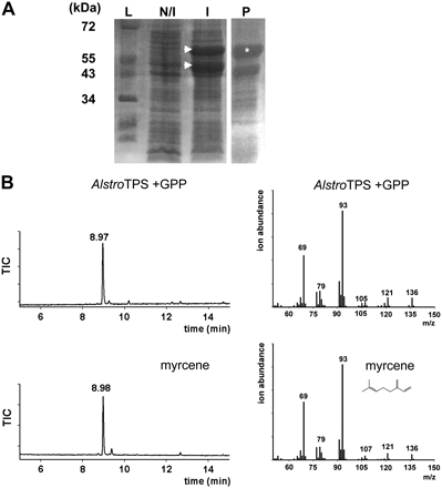 Detection of AlstroTPS protein and enzymatic assay of AlstroTPS. (A) Crude bacterial protein extracts showing induction of AlstroTPS on SDS–PAGE: (I induced, N/I non-induced), and partially purified AlstroTPS protein (P). Arrows indicate major bands after induction; an asterisk indicates a major protein band after partial purification (B) GC-MS mass spectra of the standard myrcene and the peak obtained from the AlstroTPS + GPP reaction.