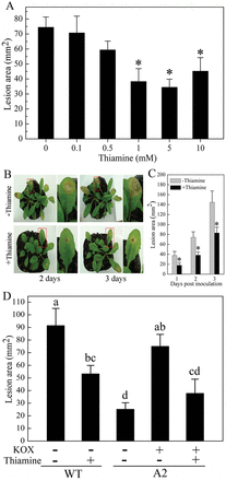 Thiamine enhances Arabidopsis resistance to Sclerotinia. (A) Lesion development on Sclerotinia-infected leaves pre-treated with 0–10mM thiamine. Lesion areas were measured at 2 d. (B, C) Disease symptoms (B) and lesion area (C) on Sclerotinia-inoculated leaves pre-treated with 1mM thiamine. (D) Thiamine reduces the recovery of pathogenicity of A2 mutant. Leaves were pre-infiltrated with 10mM potassium oxalate (KOX) (pH 7.0) to recover the pathogenicity of the A2 mutant. Values represent means ±standard deviation (SD) of at least ten lesions. Asterisks indicate significant differences from thiamine-untreated samples (Student’s t-test, P <0.05). Different letters indicate statistically significant differences (Duncan’s multiple range tests; P <0.05). (This figure is available in colour in JXB online.)