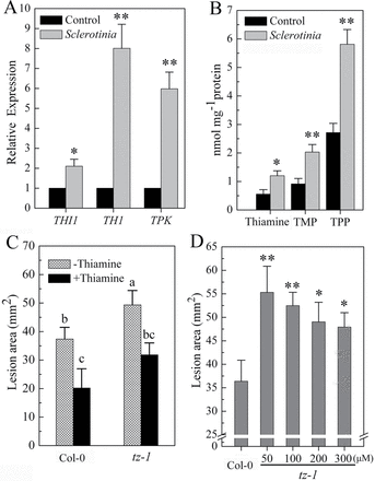 Thiamine biosynthesis is correlated with the Arabidopsis response to Sclerotinia. (A, B) Changes in biosynthesis genes and contents of thiamine in Arabidopsis 3h after inoculation with Sclerotinia. (C) Lesion size on tz-1 plants inoculated with Sclerotinia for 1 d. (D) Lesion size on recovery of tz-1 plants with different concentrations of thiamine. Values represent means ±SD of three independent experiments. **P <0.01; *P <0.05 (Student’s t-test). Different letters indicate statistically significant differences (Duncan’s multiple range tests; P <0.05).