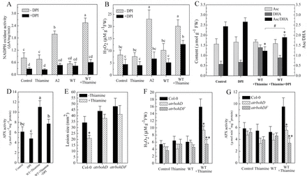 Thiamine activates NOX at the early stages of Sclerotinia infection. (A) Thiamine increased NOX activity in leaves challenged with wild-type Sclerotinia for 3h. (B) Quantitative determination of H2O2. (C) Inhibition of NOX with DPI increases the ratio of Asc/DHA. The levels of Asc and DHA were measured from wild-type Sclerotinia-infected leaves after 3h. (D) DPI weakens APX activity in samples pre-treated with thiamine. (E–G) Effect of thiamine on lesion development (E), H2O2 production (F), and APX activities (G) in NOX mutants challenged with wild-type Sclerotinia. Asterisks indicate significant differences from control or between Col-0 and the NOX mutants: **P <0.01; *P <0.05; #P <0.05 versus the indicated samples (Student’s t-test). Different letters indicate significant differences (Duncan’s multiple range test, P <0.05).
