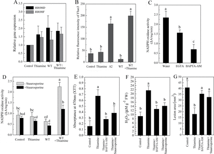[Ca2+]cyt and protein kinase(s) participate in thiamine-induced activation of NOX. (A) Changes in RBOHD and RBOHF expression in samples pre-treated with thiamine at 3h after Sclerotinia infection. (B) Thiamine-induced elevation of [Ca2+]cyt in wild-type Sclerotinia-infected leaves. (C) Removal of [Ca2+]cyt restrains thiamine-induced activation of NOX. Samples pre-treated with thiamine were sprayed with water (control), EGTA (5mM), or BAPTA-AM (1mM) prior to inoculation with wild-type Sclerotinia. (D) Staurosporine suppresses thiamine-induced activation of NOX. (E–G) Both BAPTA-AM and staurosporine abolished thiamine-induced ROS generation and resistance to Sclerotinia. Letters indicate significant differences among treatments (Duncan’s multiple range test, P <0.05).
