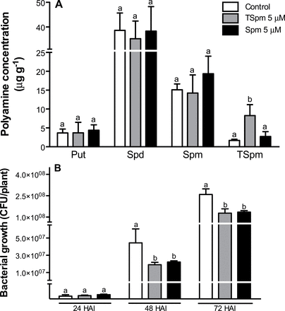 Exogenously supplied TSpm increases endogenous A. thaliana Col-0 levels of TSpm and reduces P. viridiflava propagation. (A) Plants were grown for 12 d in MS medium (control) or MS supplemented with 5 μM TSpm or Spm and free polyamine levels (Put, Spd, Spm, and TSpm) were analysed by GC-MS. (B) A set of plants cultivated as described above was used to evaluate propagation of P. viridiflava. Plants were inoculated with a bacterial suspension and the number of CFU per plant was evaluated 24, 48, and 72 HAI. Results are mean ± SD of three (A) or five (B) replicates. Different letters indicate statistically significant differences between polyamine-amended and control plants according to one-way ANOVA and Tukey’s test (P ≤ 0.05).