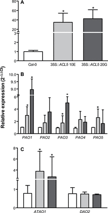 ACL5, diamine oxidase, and polyamine oxidase expression in transgenic Arabidopsis lines that ectopically express ACL5. qRT-PCR was used to analyse abundance of mRNA from ACL5 (A), five polyamine oxidase (PAO1–PAO5, B), and two diamine oxidase (ATAO1 and DAO2, C) in 35S::ACL5 line 10E and 20G. Col-0 plants were used as controls and UBQ10 (At4g05320) was used as a reference gene. Results are mean ± SD of three replicates. Asterisks indicate statistically significant differences in gene expression between each line and Col-0 plants as analysed with the REST software (P ≤ 0.05).