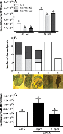 (A) Perturbation of ACL5 expression affects Arabidopsis resistance to P. viridiflava. WT Col-0 and 35S::ACL5 10E and 20G plants were inoculated with a suspension of P. viridiflava cells. The number of CFU per plant was evaluated 48 and 72 HAI. Results are mean ± SD of five replicates. Different letters indicate statistically significant differences at each time between the different plant lines according to one-way ANOVA and Tukey’s test (P ≤ 0.05). (B) Disease severity was evaluated at 120 HAI by assigning to each diseased plant a rank between 1 (lowest severity) and 5 (highest severity; as illustrated) and analysed by the number of plants in each rank. Statistically significant differences between distribution frequencies of each genotype were analysed with GraphPad Prism. (C) WT Col-0 and the acl5-5 mutant (with and without exogenously added 10 μM TSpm) were inoculated with P. viridiflava and the number of CFU per plant was evaluated at 48 HAI as described in A. Differences in bacterial titres between different plants lines or treatments according to one-way ANOVA and Tukey’s test (P ≤ 0.05) (this figure is available in colour at JXB online).