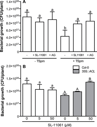 Effect of PAO and DAO inhibitors on P. viridiflava propagation in A. thaliana plants that exhibit alterations in TSpm metabolism. (A) The effect of amine oxidase inhibitors on plant resistance conferred by exogenous TSpm was evaluated by growing Col-0 plants for 12 d in MS with 5 μM TSpm in combination with 5 μM N,N’-aminoguanidine (AG) or 5 μM 1,19-bis(ethylamino)-5,10,15-triazanonadecane (SL-11061). Plants grown in MS without amendments were used as controls, and plants grown in the presence of inhibitors but without exogenously supplied TSpm served to analyse the contribution of the oxidation of endogenous PAs to resistance. (B) The effect of PAO inhibition on P. viridiflava propagation in transgenic 35S::ACL5 10E was evaluated in plants grown for 12 d in MS or in MS amended with 5 or 50 μM SL-11061. Plants were inoculated with a bacterial suspension and the number of CFU per plant was evaluated at 48 HAI. Results are mean ± SD of five (A) and three (B) replicates. Different letters indicate statistically significant differences in bacterial titres according to one-way ANOVA and Tukey’s test (P ≤ 0.05 in A; P ≤ 0.01 in B); in B, comparisons are only valid within a given line.