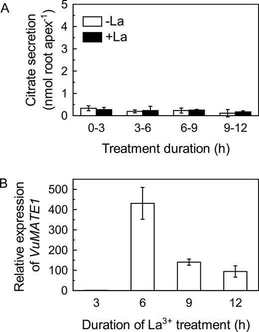 Time course of citrate release and VuMATE1 expression in the roots of rice bean in response to LaCl3 treatment. (A) Induction of citrate secretion from root apices of rice bean by La treatment. Excised root apices (10mm in length) were placed in 0.5mM CaCl2 solution containing 0 or 25 μM La. Data are means ±SD of three independent experiments (n=3 for each experiment). (B) Time course of VuMATE1 expression in the roots of rice bean in response to La treatment. Expression levels were normalized to that of the 18S rRNA gene and then to VuMATE1 expression in the root apices at 3h of La treatment, which was arbitrarily fixed at 1. Results are shown as mean expression ±SD of three independent experiments.