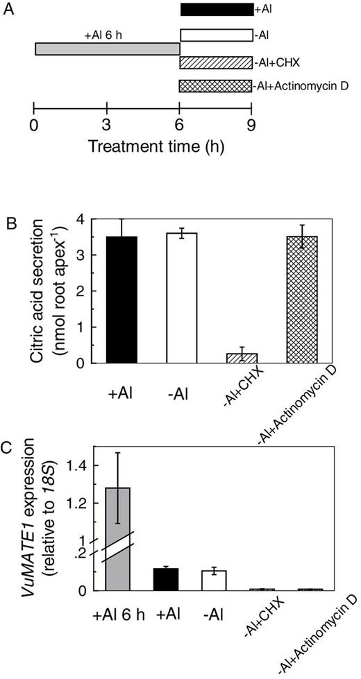 Effect of a translation inhibitor (CHX, 20 μM) or a transcription inhibitor (actinomycin D) on pre-activated citrate secretion from rice bean roots. (A) Summary of treatment conditions. Root apices were pre-incubated in Al (25 μM) for 6h (shaded bar), and transferred to Al solution (+Al; filled bar) or to Ca solution with CHX (–Al+CHX; striped bar), actinomycin D (–Al+actinomycin D; hatched bar), or neither (–Al; open bar) for 3h. (B) Root exudates were collected for citrate measurement. Results are shown as means ±SD of three independent experiments (n=3 for each experiment). (C) Root apices were used to analyse gene expression. For comparison, VuMATE1 expression in pre-activated roots (Al 6h) was included. Expression of VuMATE1 was analysed by quantitative RT-PCR, using the 18S rRNA gene as a reference. Results are shown as mean expression ±SD of three independent experiments.